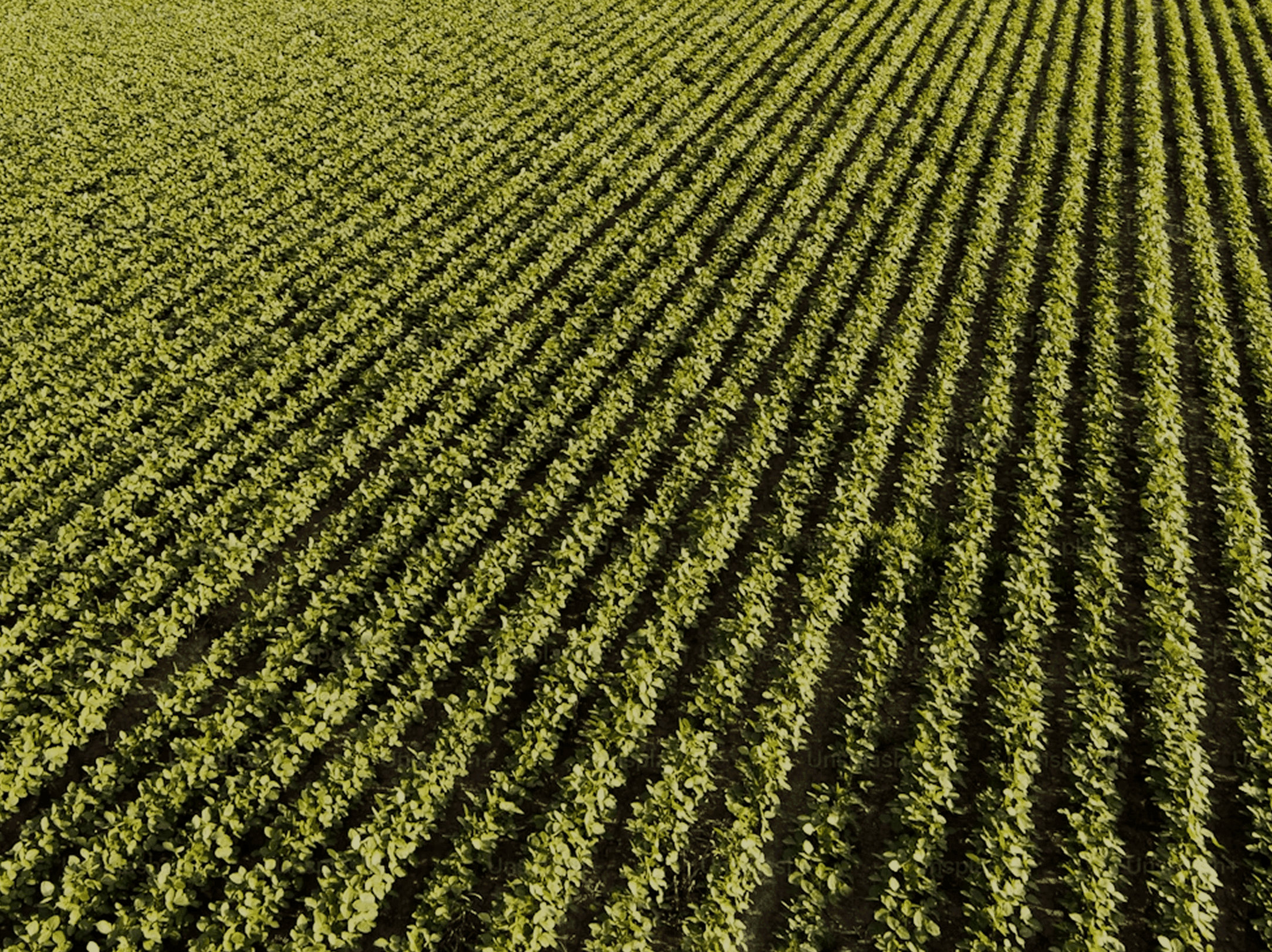 Фокус на Україні